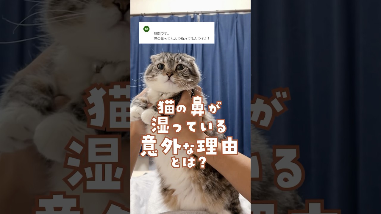 猫の鼻が濡れている意外な理由とは？