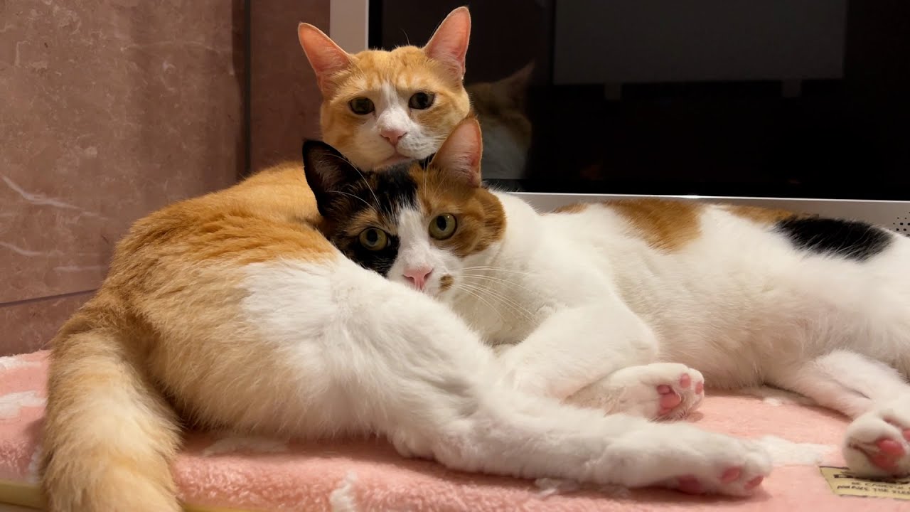 お風呂でも仲良く一緒に寝る猫たちと家が炎上しかけた話をします