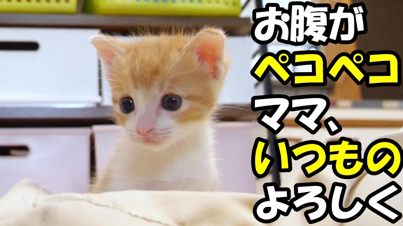 お腹がペコペコの子猫がママにいつものよろしくと離乳食のおねだりをする。【赤ちゃん猫　保護猫】