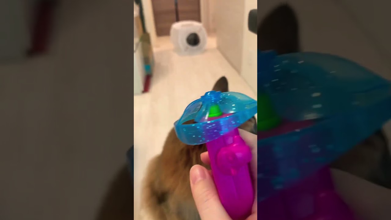 #ロシアンブルー #ソマリ #いやしねこ