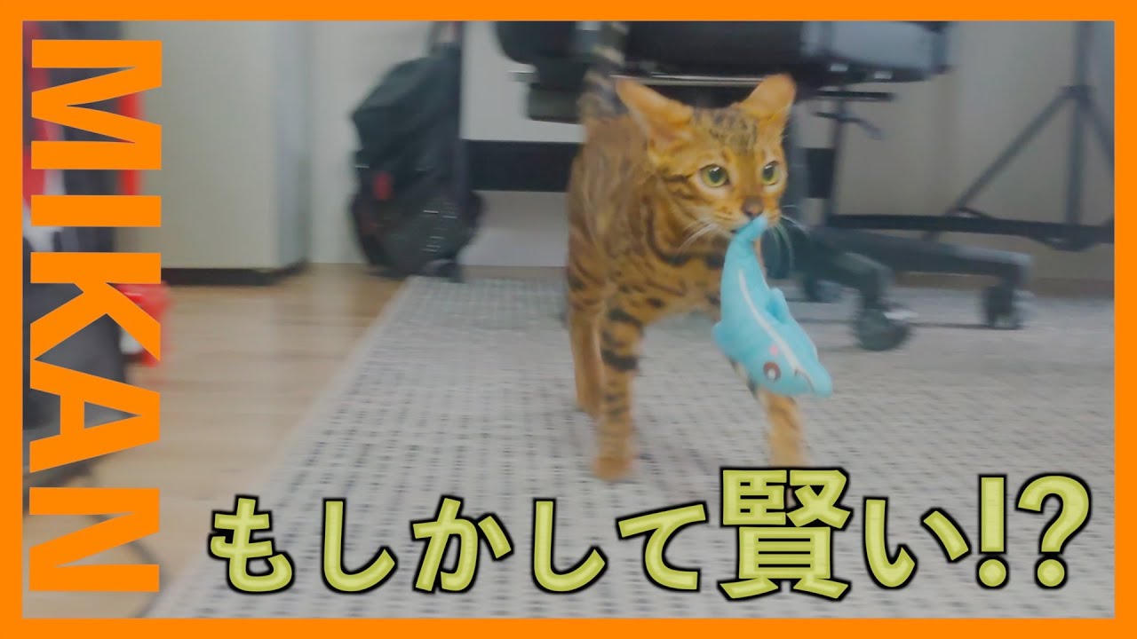 【ベンガル猫は意外と賢い!?🍊】おもちゃの遊び方が賢い。