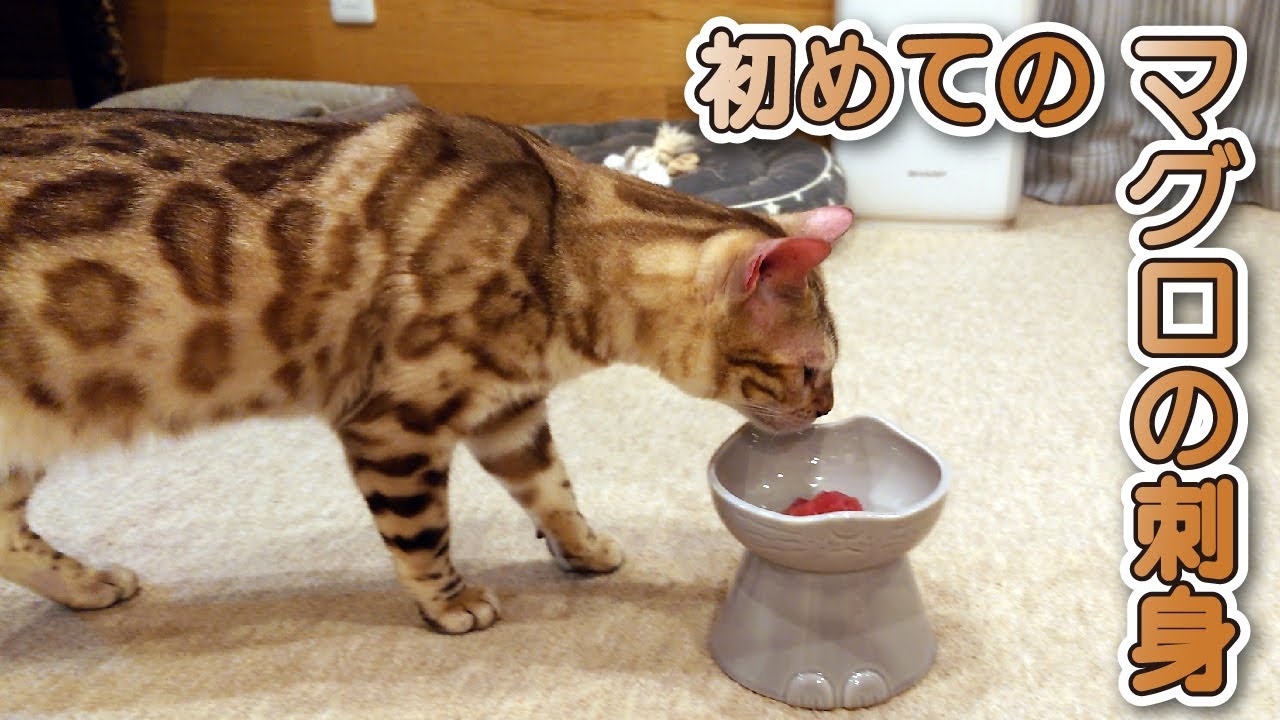【スノーベンガル猫とトイプードル】愛猫と愛犬に初めてマグロの刺身をあげた結果…