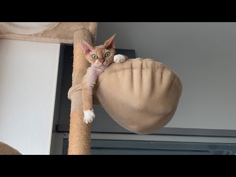デボンレックス兄弟の写真集です。(A collection of cute photos of Devon Rex cat Brothers)