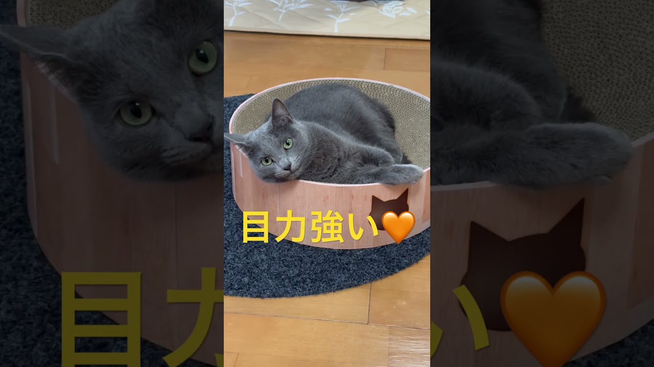 目力で萌えキュンな猫（ロシアンブルー）#shorts