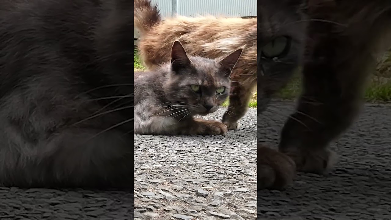 Cats island Tashirojima Japan