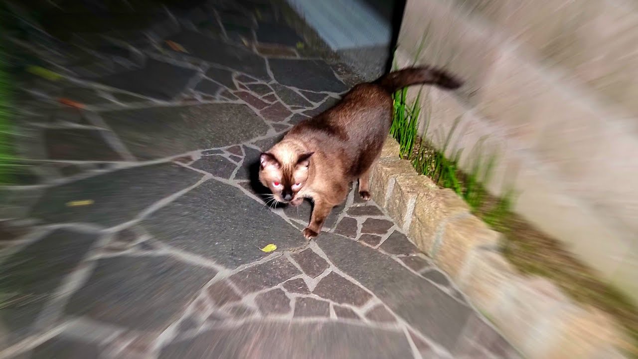 帰宅して扉を開けた瞬間外へ出て行ったシャム猫に戻るよう優しく注意したら大激怒しながら戻ってくれた🧐