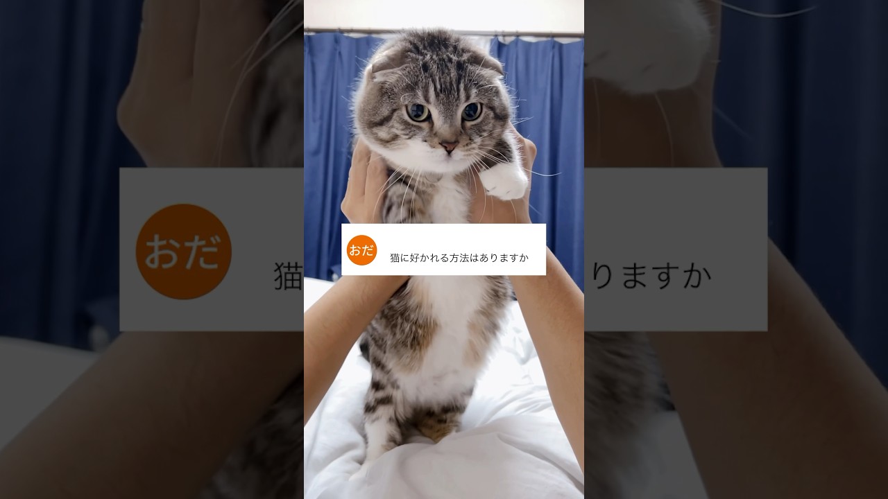 猫に好かれたくばコレをせよ！😻😻😻