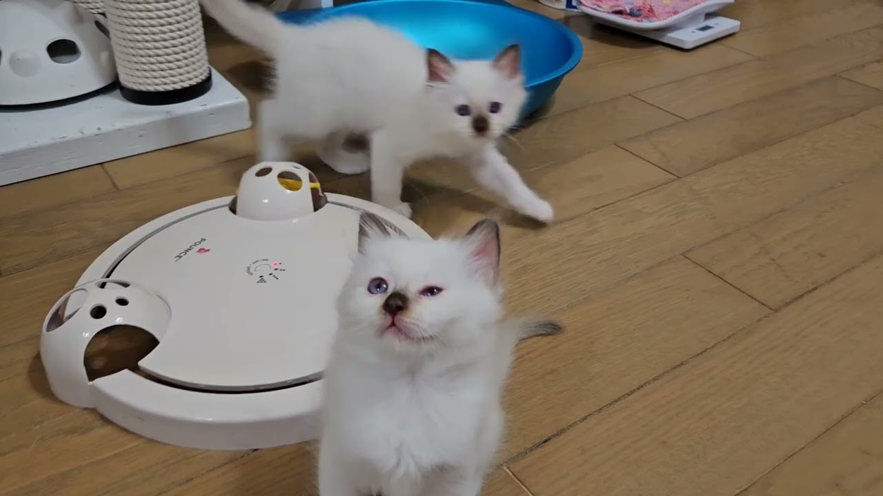 パタパタ玩具大好きなバーマン子猫