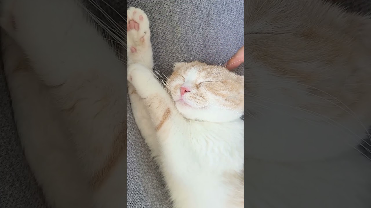何しても起きない猫がかわいい...#shorts