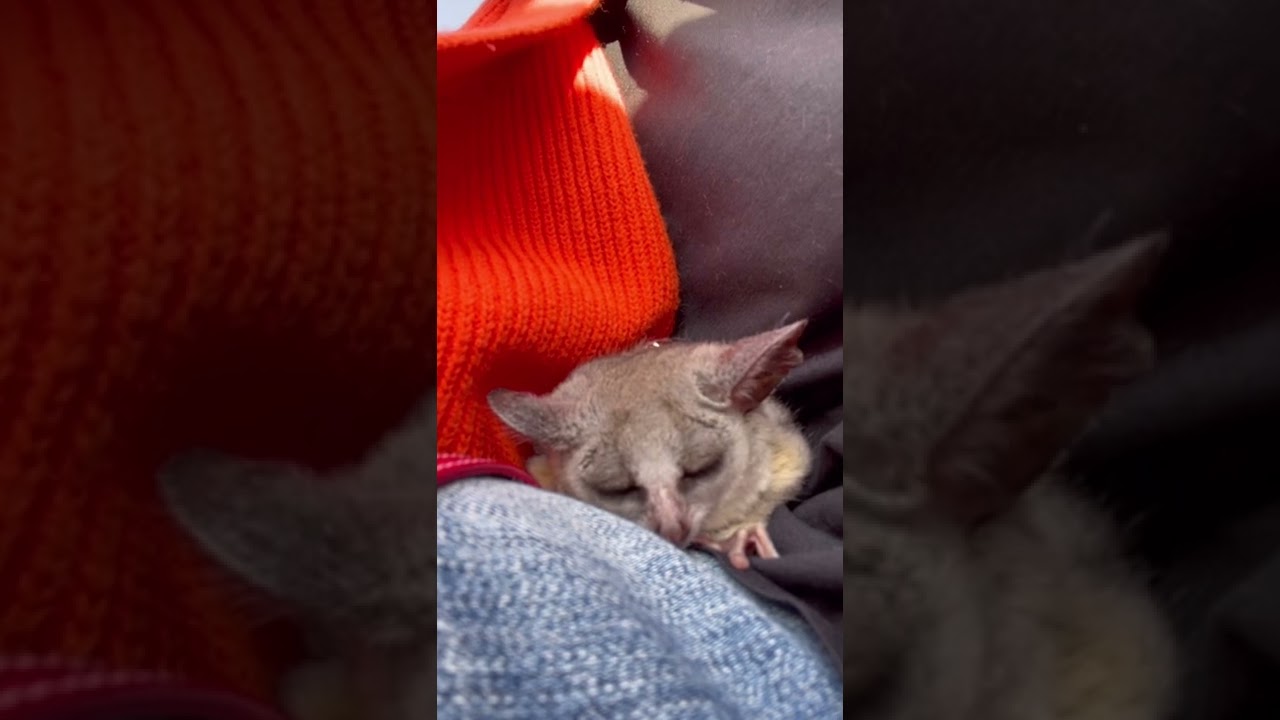 Bushbaby リアムの寝落ちの瞬間✨#shorts #小動物 #bushbaby #ショウガラゴ #ブッシュベイビー #寝落ち