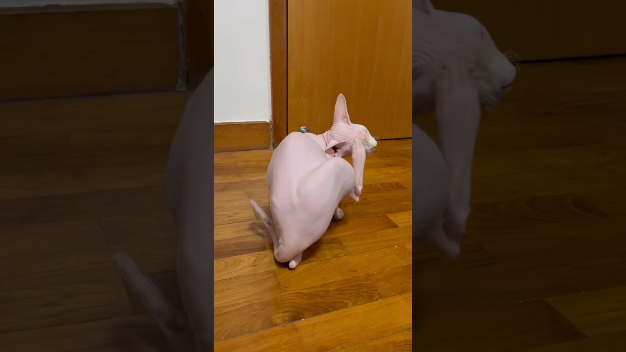 まるで蒸し鶏の様な毛のない猫【スフィンクス猫】