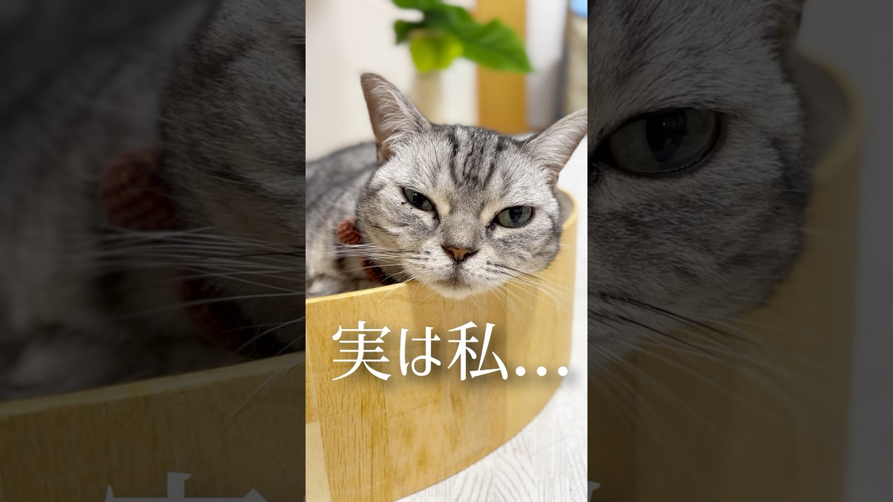 実は私... #猫 #アメリカンショートヘア #shorts