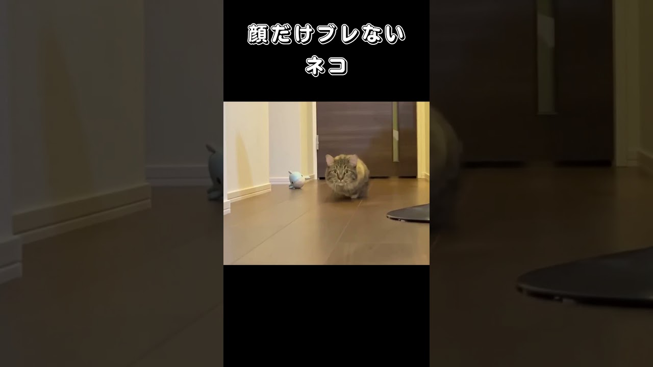 顔だけブレないネコ