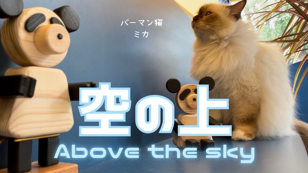 バーマン猫ミカ【空の上】Above the sky（バーマン猫）Birman/Cat