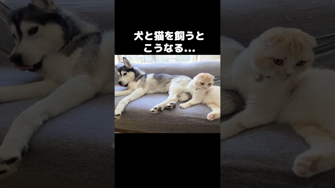 犬と猫を飼うとこうなる...#shorts