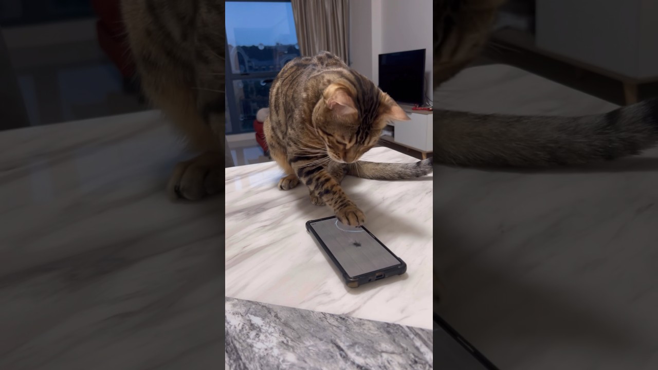 ゴキブリゲームで遊ぶ猫【ベンガル猫】