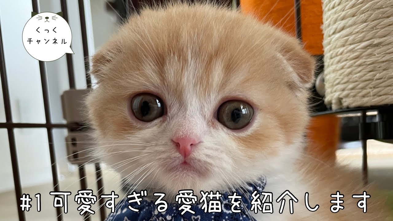 スコティッシュフォールドの子猫が可愛いすぎるんです【生後2ヶ月】