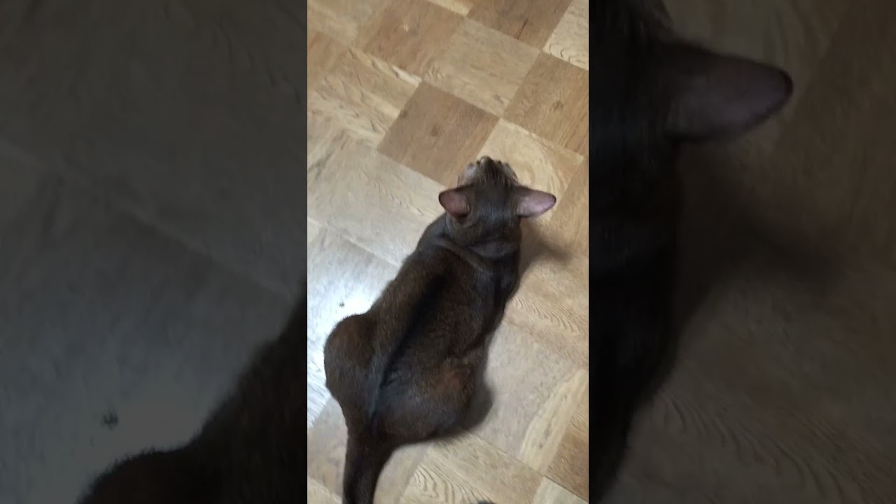 ネコ動画あび#2035　#shorts　あびの毎日　アビシニアン　あび #ねこ #ネコのあび #猫動画