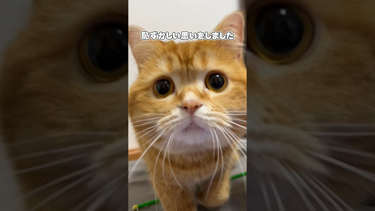 恥ずかしい思いをしました #shorts