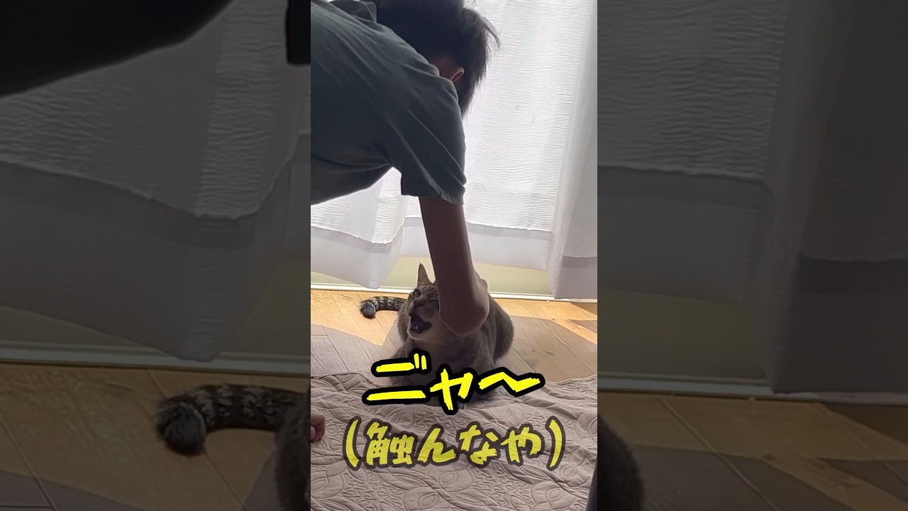 【猫】ベンガル猫の性格がよくわかる動画 #shorts