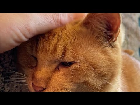 【伏見稲荷】声がするなと思ったら、茶トラのチャコと黒猫のクロロ　Make a voice. Brown cat and black cat