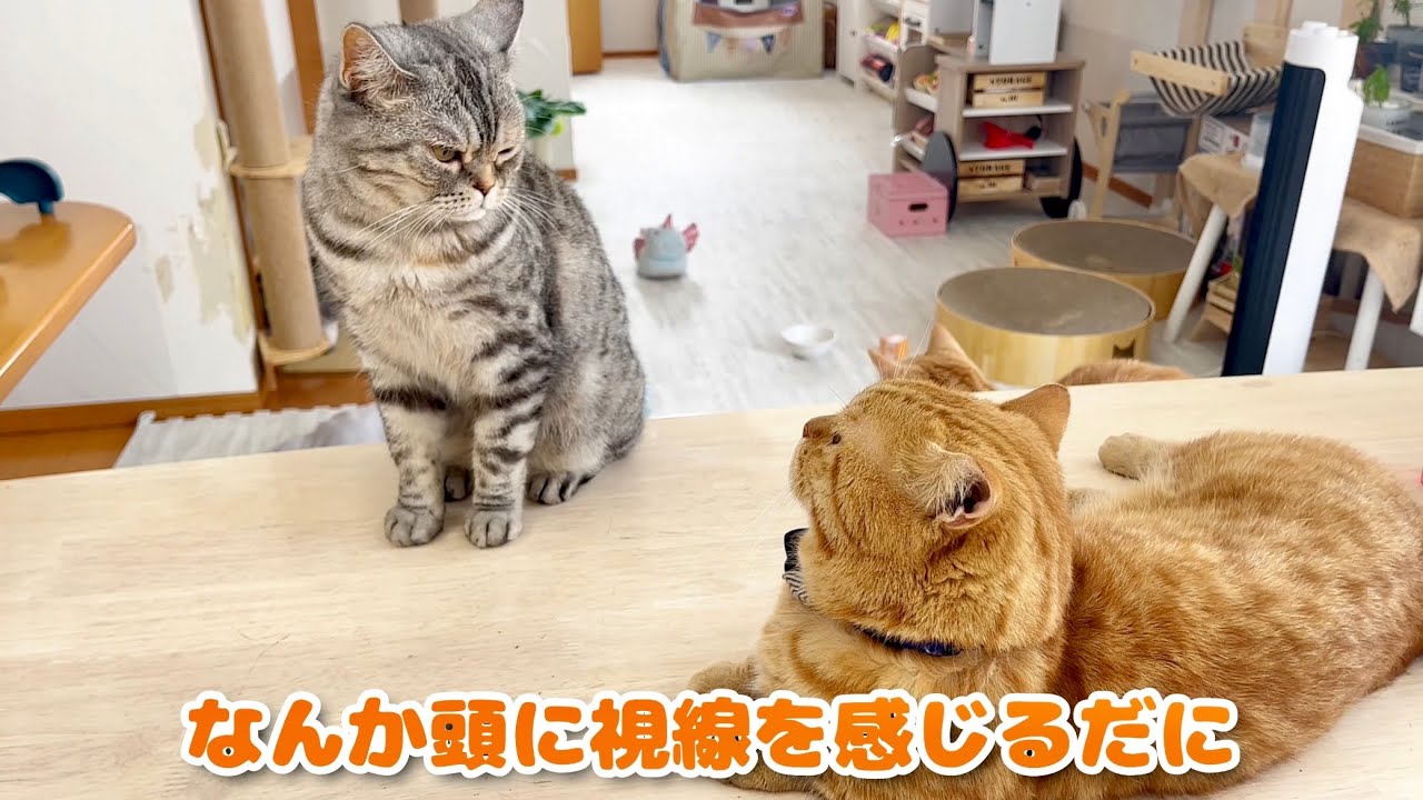 ポッポ夫人のイケない妄想...Part2 #猫 #マンチカン