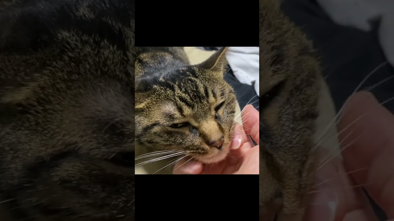 凶暴猫のアゴをなで続けた結果...