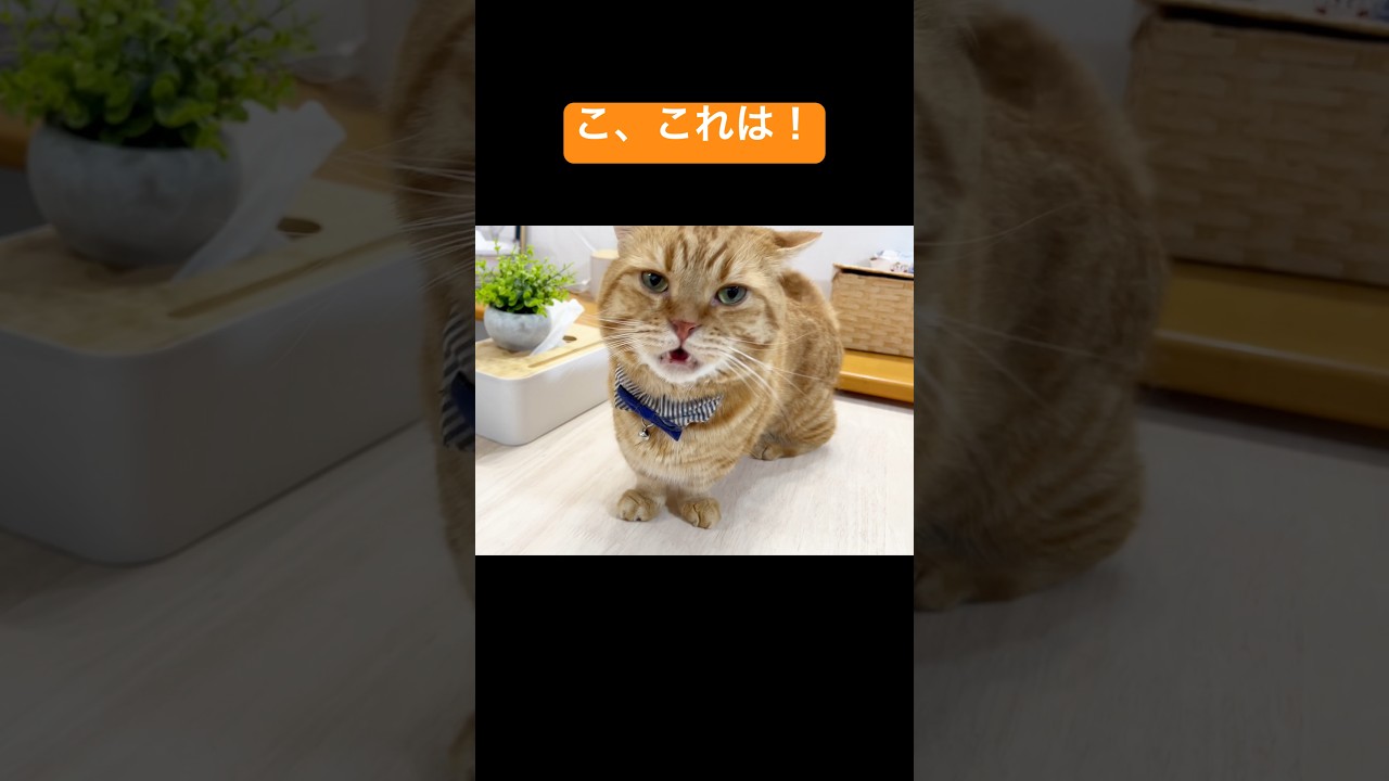 茶々パパのフレーメン反応 #猫 #マンチカン #shorts
