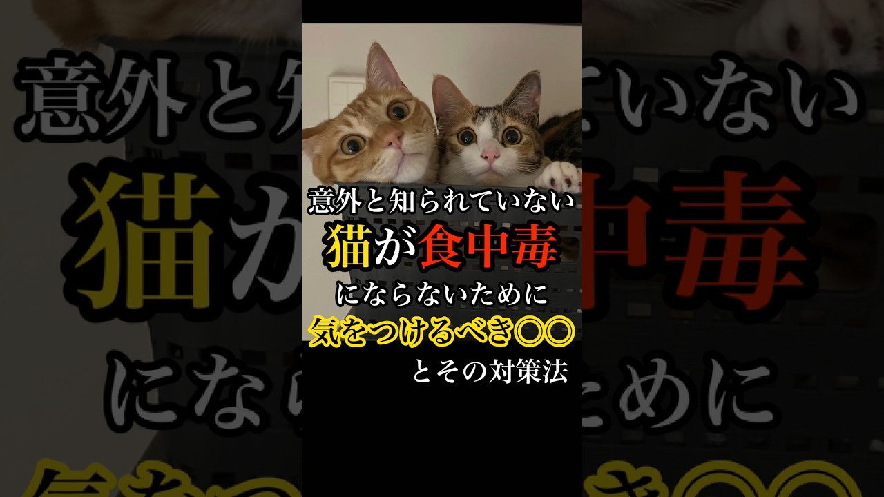 猫が“食中毒”にならない為に必須な●●＆その対策方法 #cat #保護猫 #子猫 #catlover