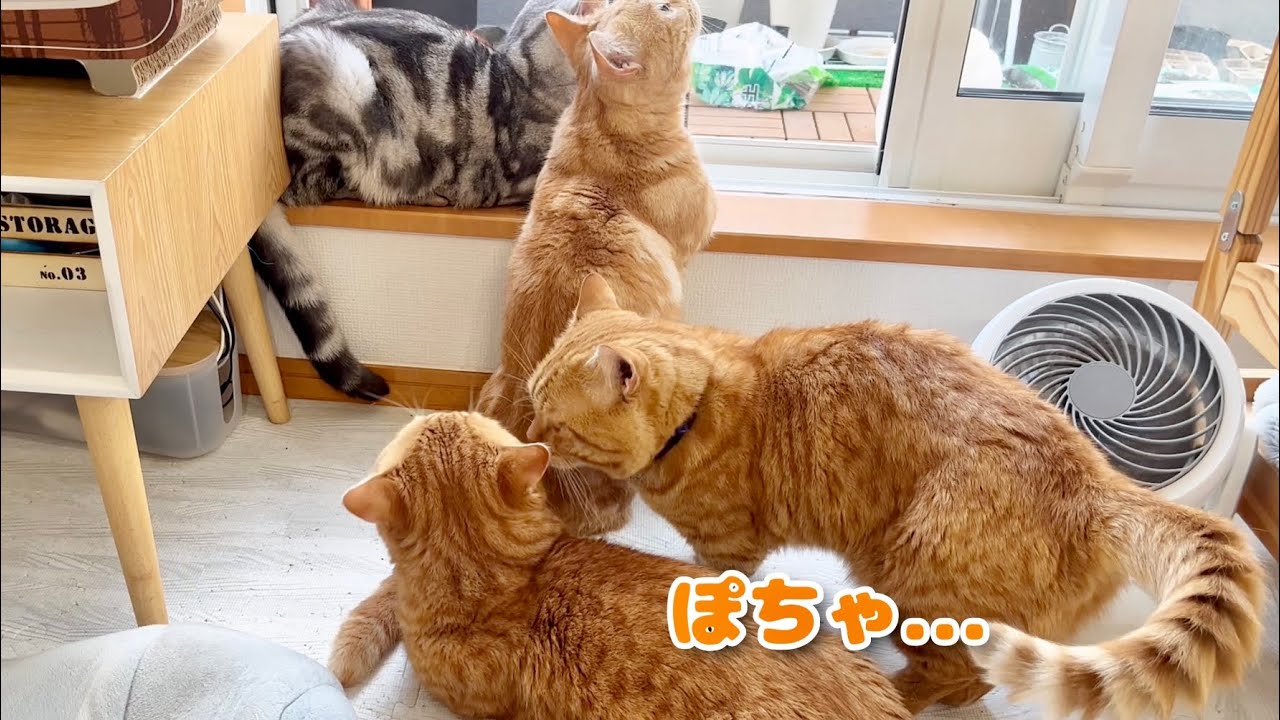 朝のニャルソックタイム。ぽちゃくんが突然茶々パパに近づいていき... #猫 #マンチカン