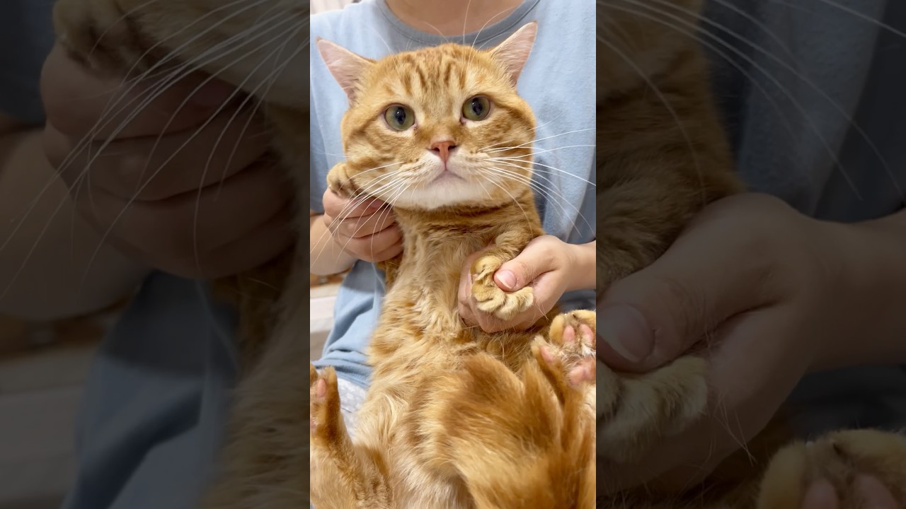 『ひき肉ダンス』をテンション０で踊ってみた #猫 #マンチカン #shorts