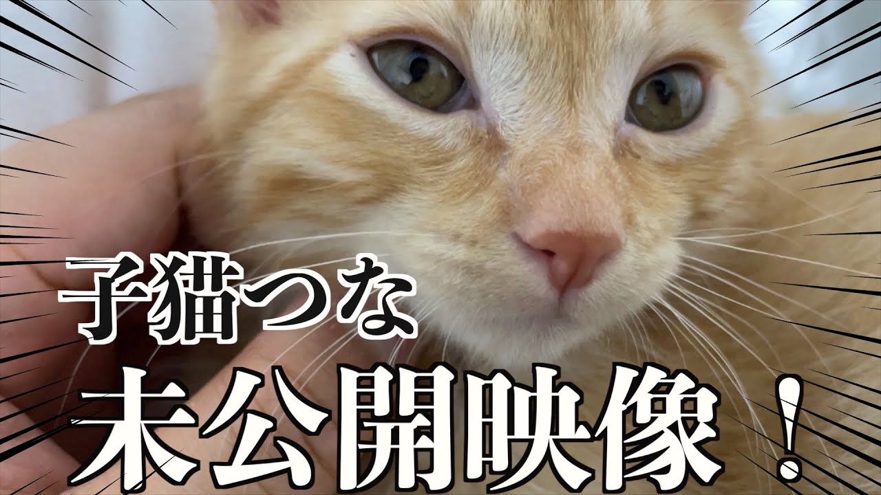つなの子猫時代の未公開映像が反則すぎました笑