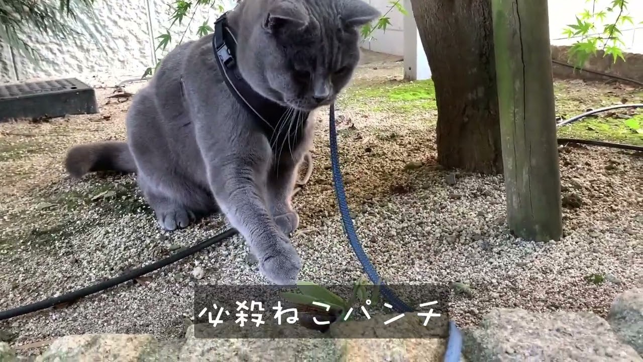 散歩中にカマキリを初めて見つけた猫　ぽむ吉　#cat#散歩#ブリティッシュショートヘア#散歩 #고양이