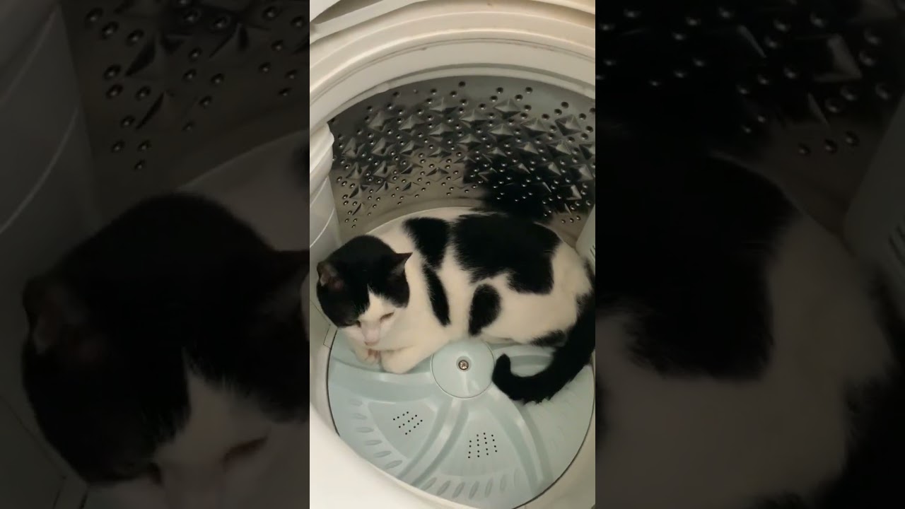 今日は洗濯機猫。どうぞごゆっくり。