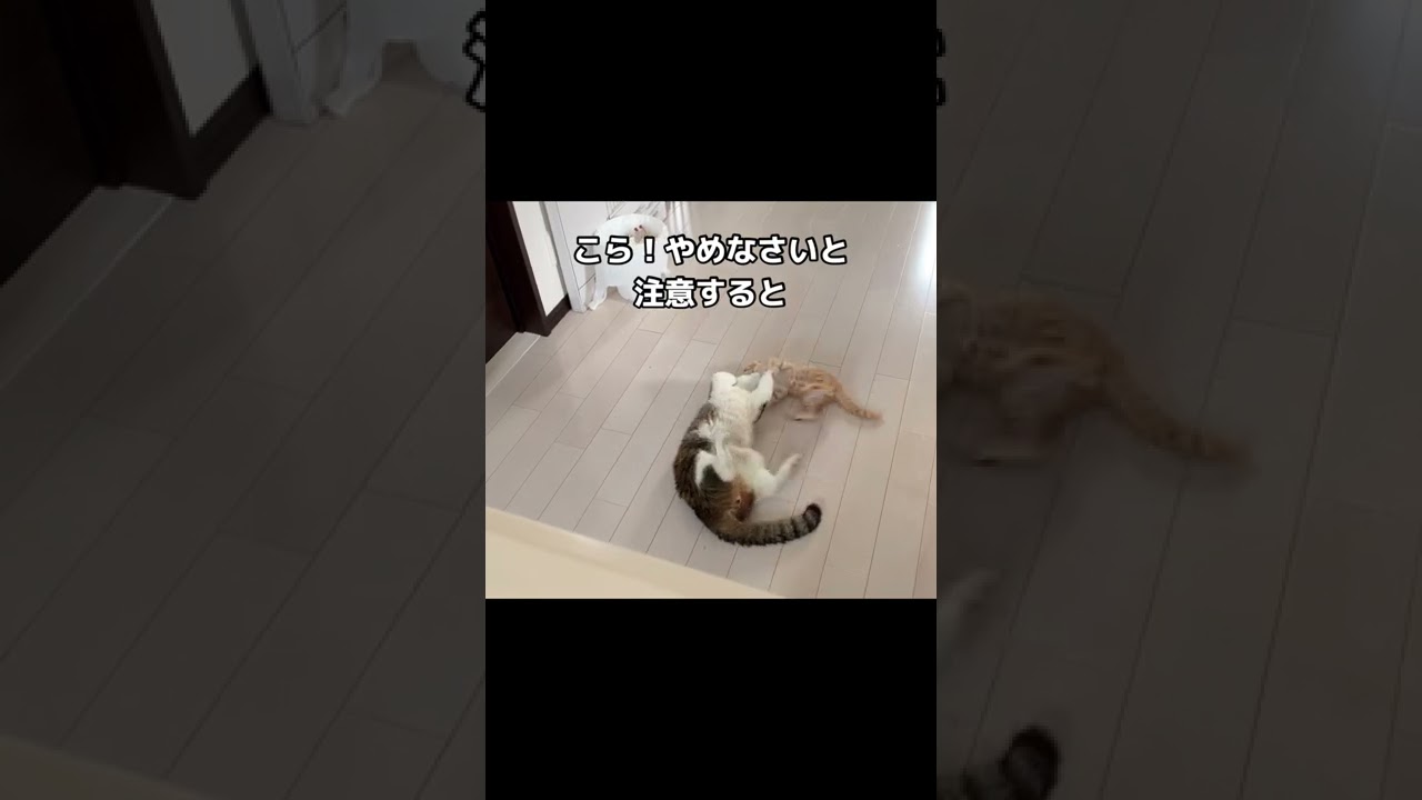 喧嘩してる猫達がいたので注意すると・・・ #shorts