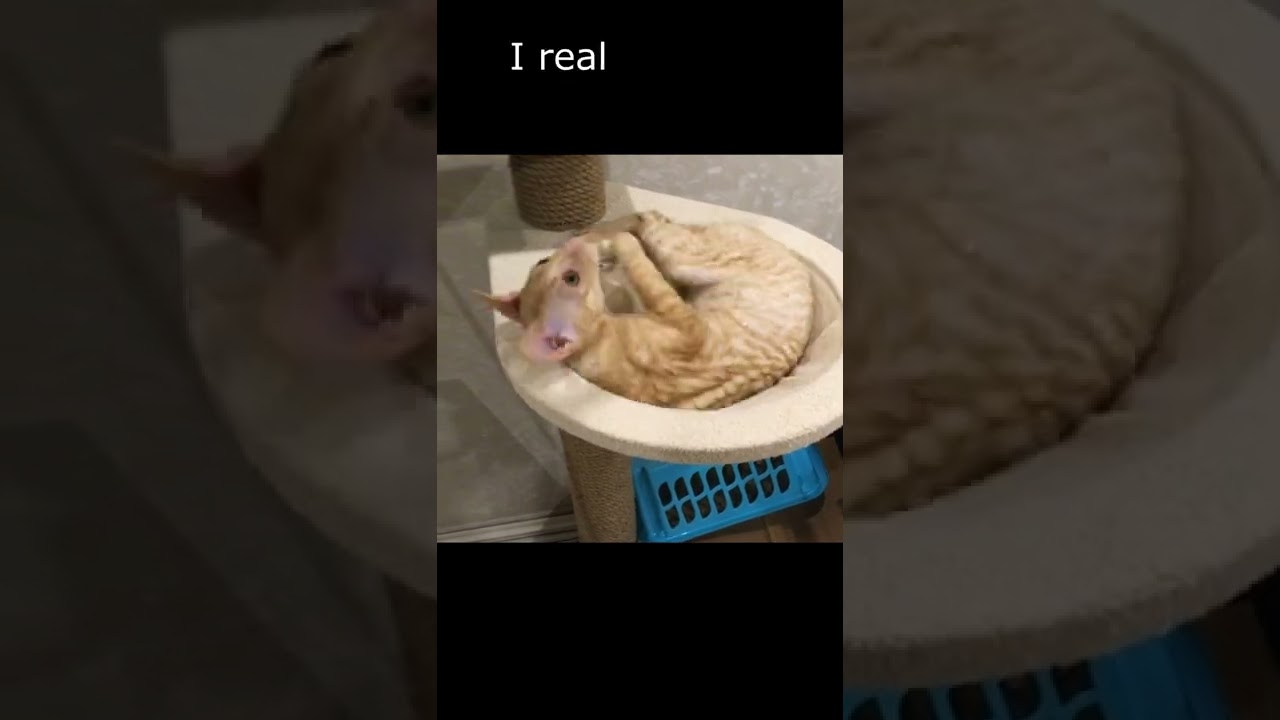 Cornish Rex cat gets acquainted with the audience