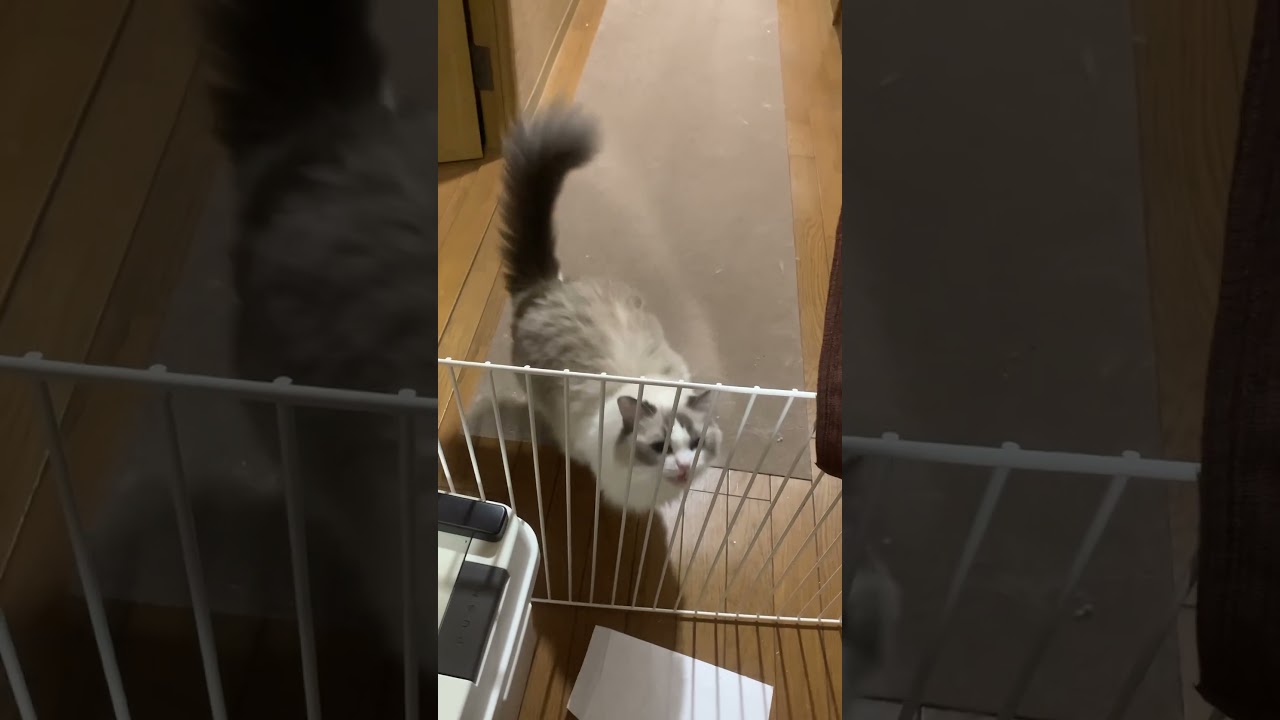 甘えんぼラグドールを12時間お留守番させて帰宅すると…こうなります。(鳴き声)