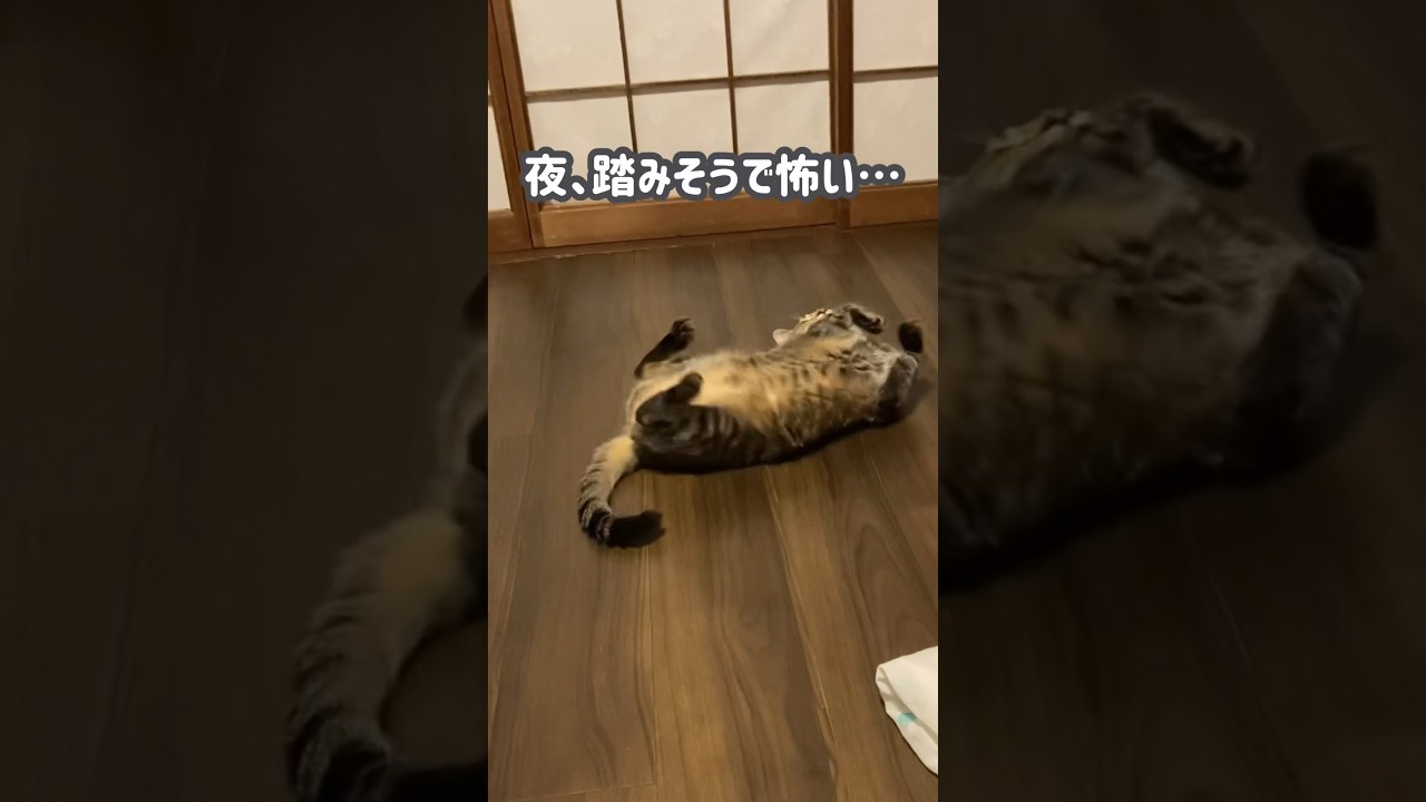 床と同化する愛猫　#ねこ #cat #猫動画