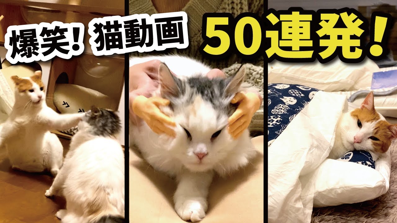 腹筋崩壊！おもしろ猫動画50連発！！【総集編】【関西弁でしゃべる猫】
