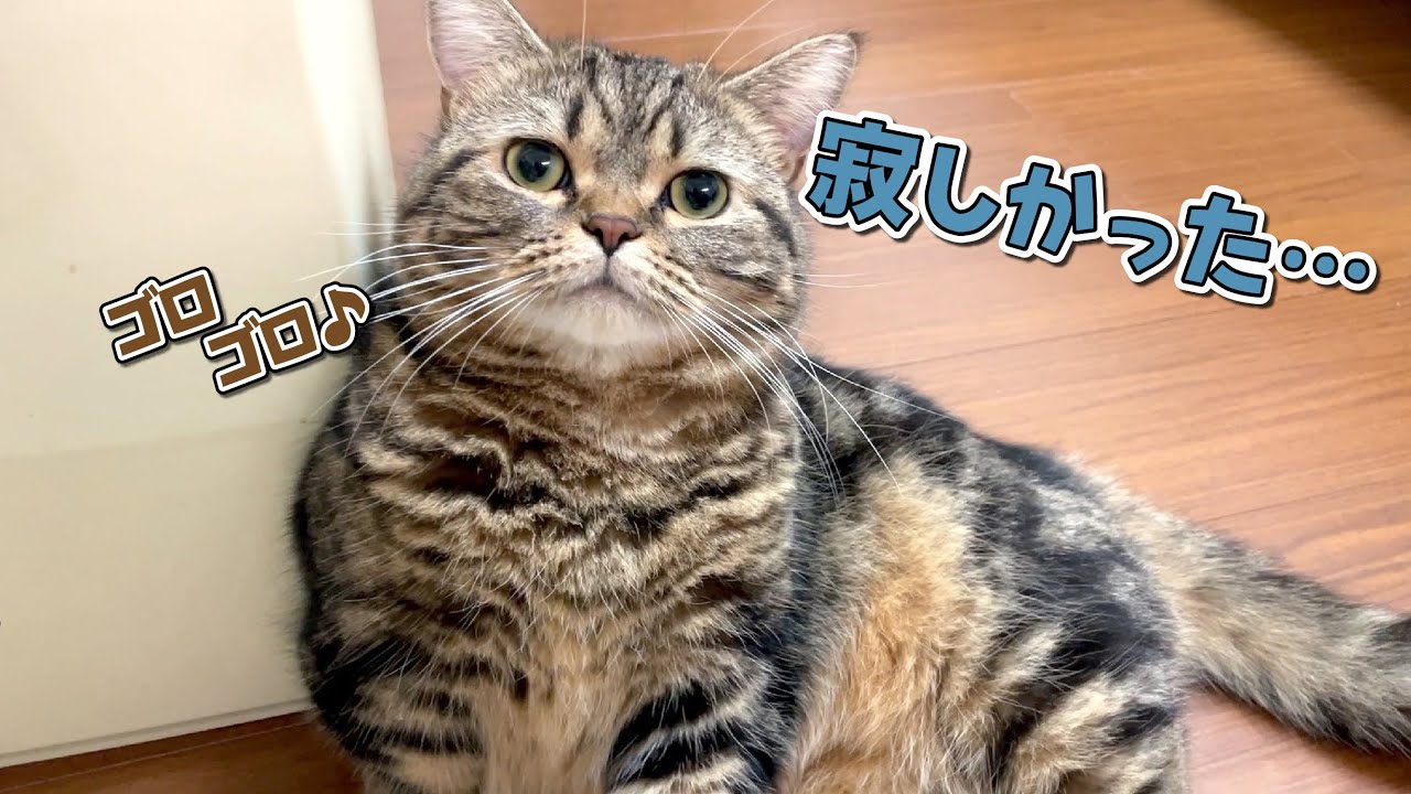 ひとりぼっちの留守番が寂しすぎた弟猫が側から離れなくなりました