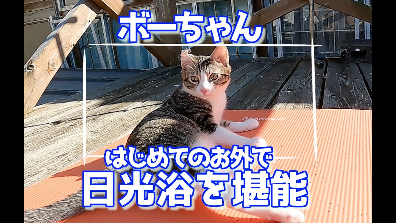 【畑に捨てられた子猫のその後】ボーちゃんが歩けるようになるまでの軌跡（番外編）－ボーちゃんはじめてお外に出る