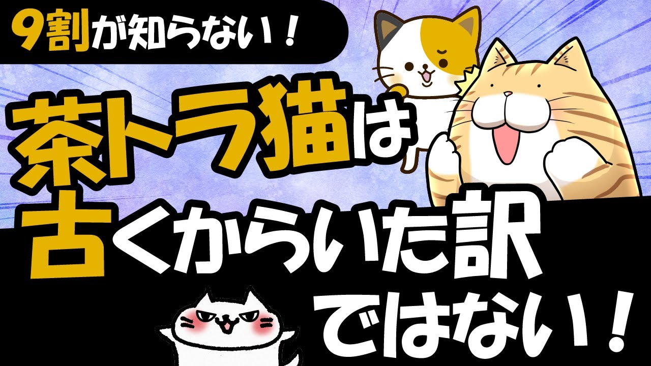 茶トラ猫の歴史は意外と浅い！その理由と茶トラにメスが少ない理由とは？