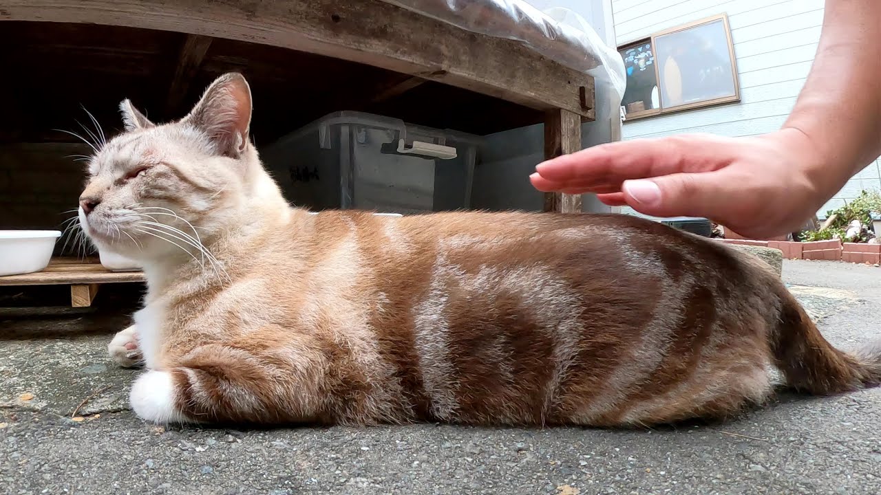 アメショー模様のシャム猫をモフったらビクッと驚いて隠れてしまった