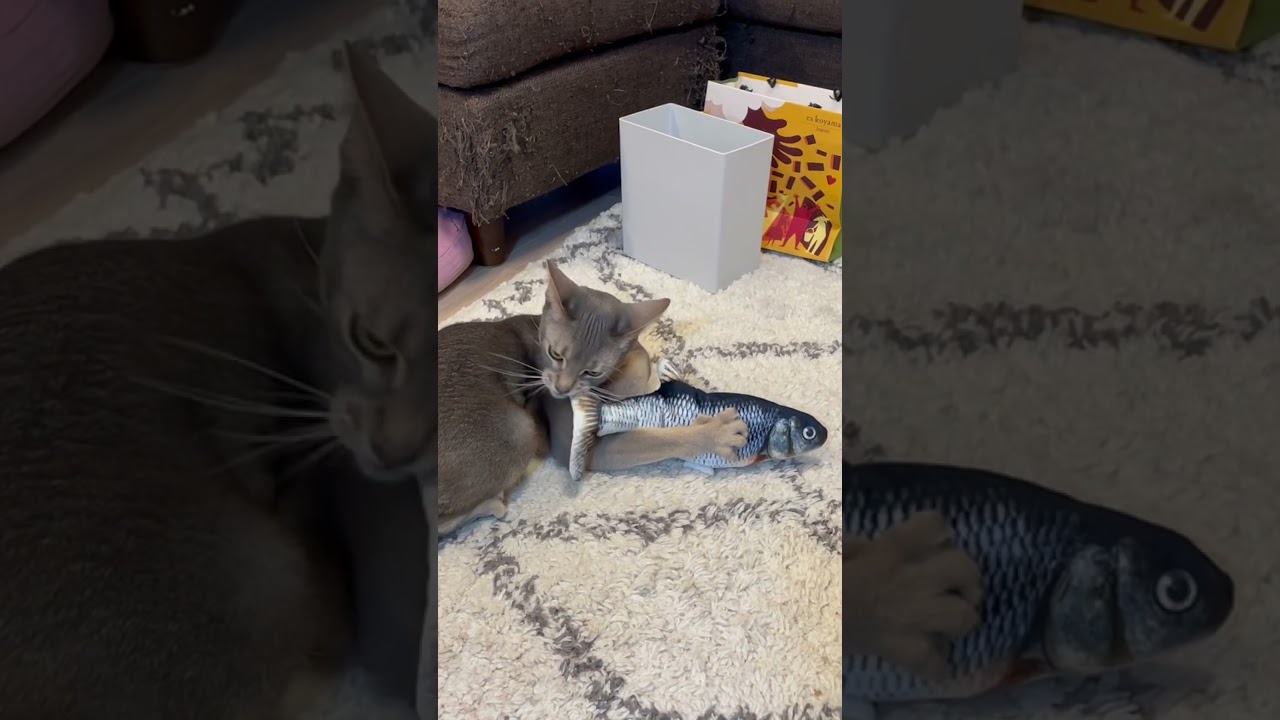 魚のおもちゃで遊んだ猫の末路 #shorts #猫 #アビシニアン