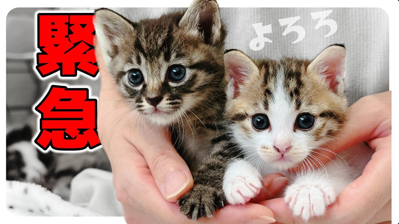 【子猫のミルボラ】ひとりっ子猫にお友達ができる？！先輩風吹かしとこ【緊急でもないけど緊急動画】