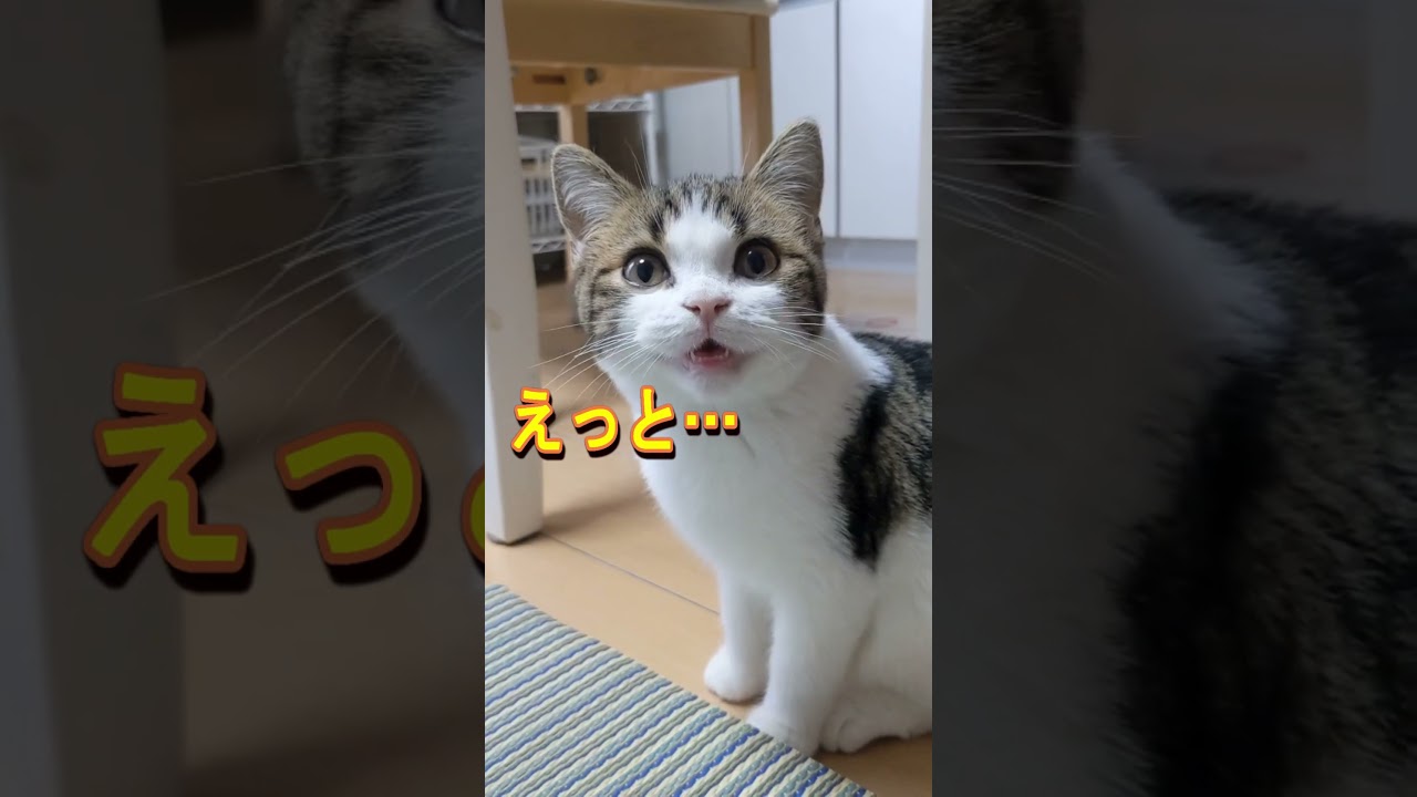【TikTokバズった】「パパ好き」と忖度する猫がかわいい