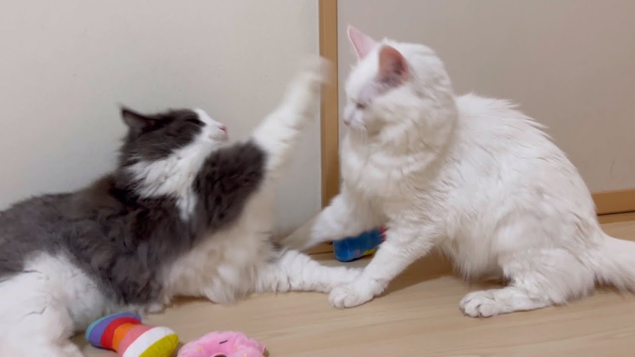【かわいい💖】新しいおもちゃで仲良く遊びましょう♪ターキッシュアンゴラとノルウェージャンフォレストキャット♡
