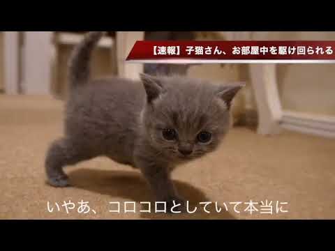 【ブリティッシュショートヘア　子猫】音声付きショートムービー😊