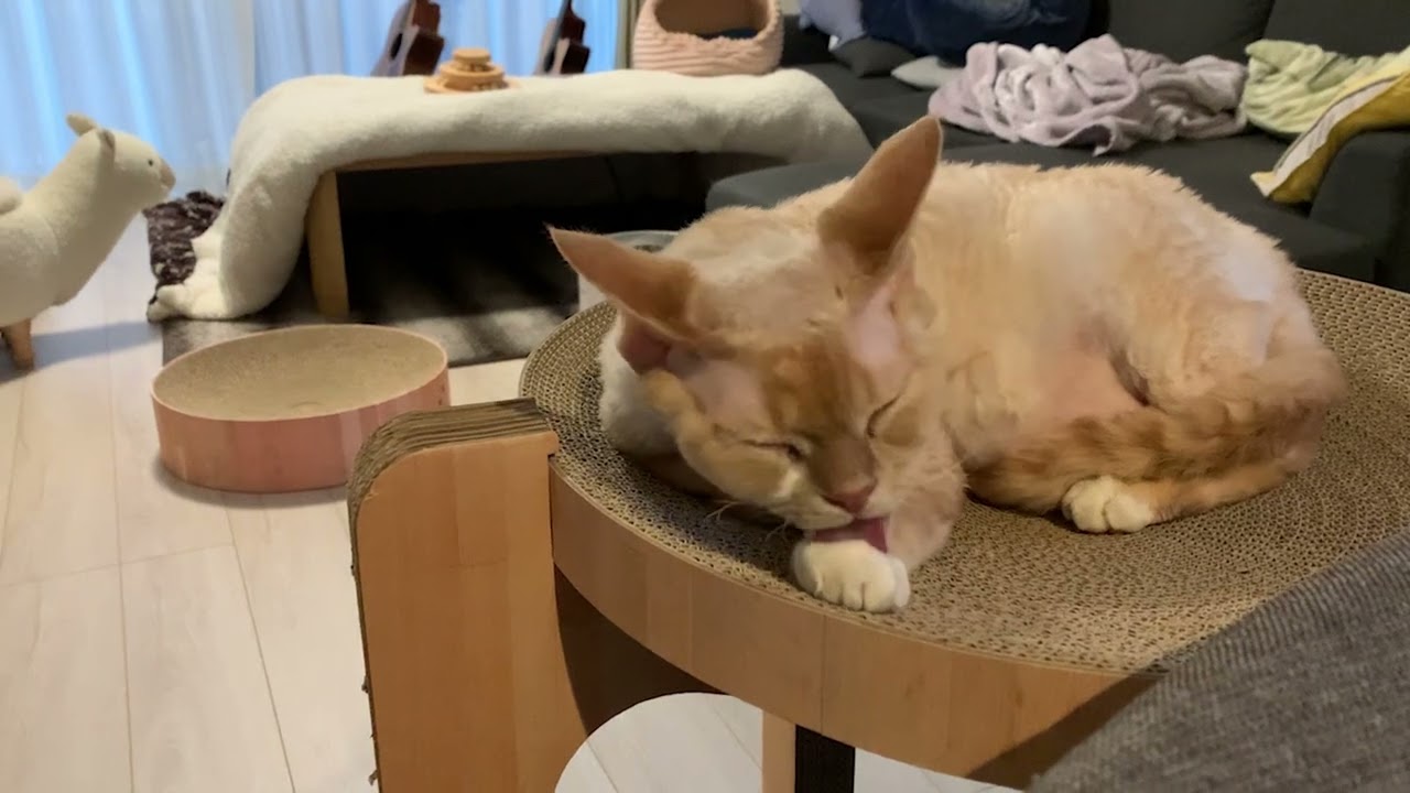 デボンレックス猫がお手手をなめています(Devon Rex cat licking his hand)