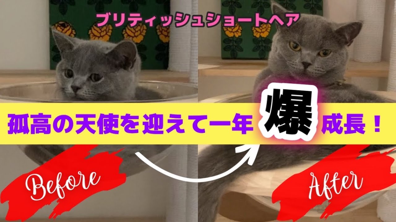 【孤高の天使】ブリティッシュショートヘアを飼ってみたら可愛すぎて癒された #ブリティッシュショートヘア #猫 #お迎え #子猫